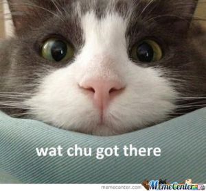 curious-cat_o_984490